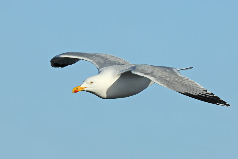 Herring Gull (Larus argentatus)