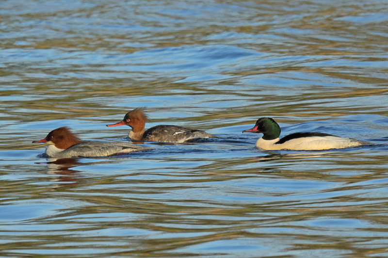 Goosander (Mergus merganser merganser) 