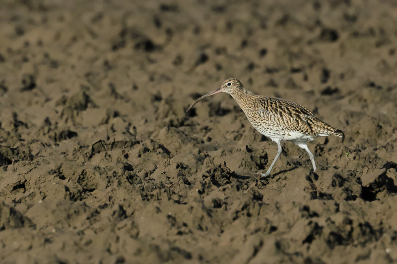 Curlew (Numenius arquata)