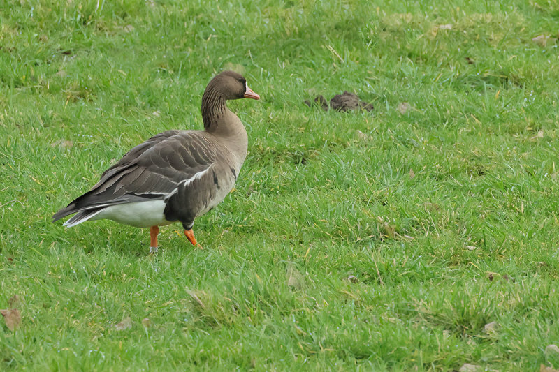 Greater white-fronted goose (Anser albifrons)