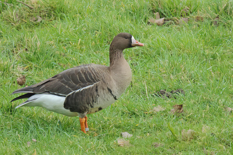 Greater white-fronted goose (Anser albifrons)