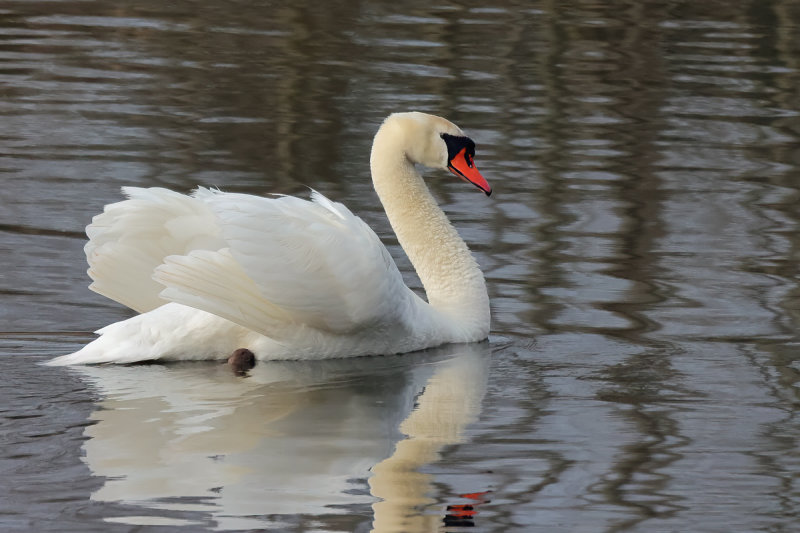 Mute swan (Cygnus olor)