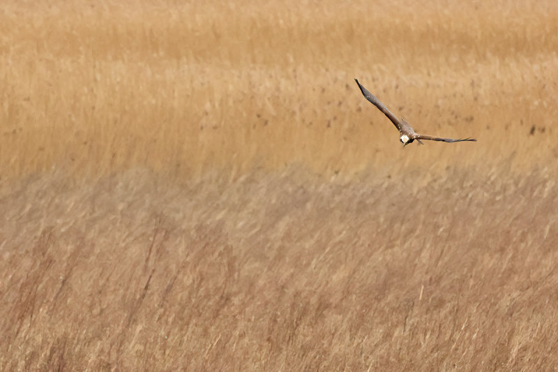 Western Marsh Harrier (Circus aeruginosus)