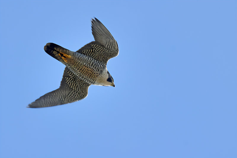 Peregrine Falcon (Falco peregrinus)