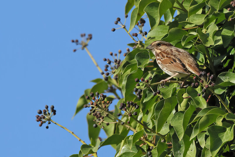 Song sparrow (Melospiza melodia melodia)