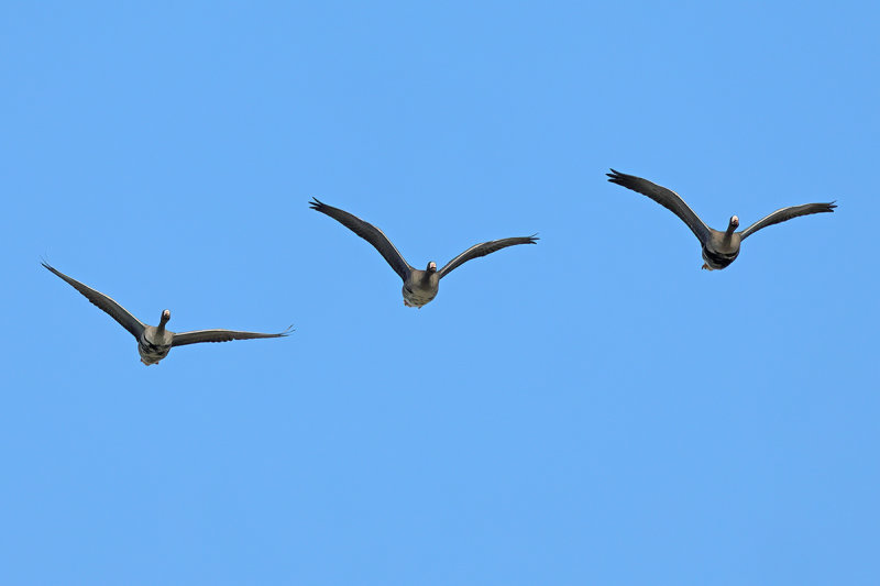 Greater white-fronted goose (Anser albifrons)