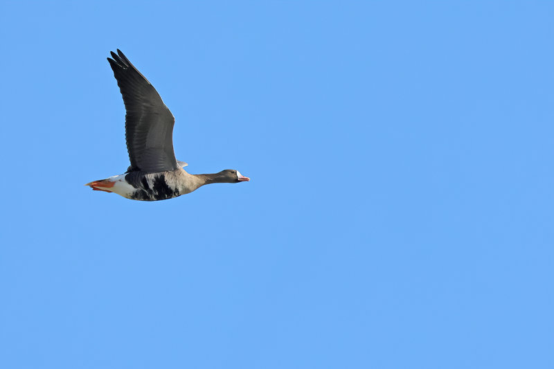 Greater white-fronted goose (Anser albifrons)