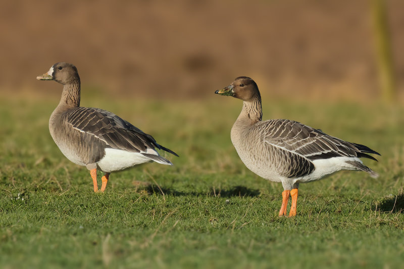 Bean Goose (Anser fabalis)