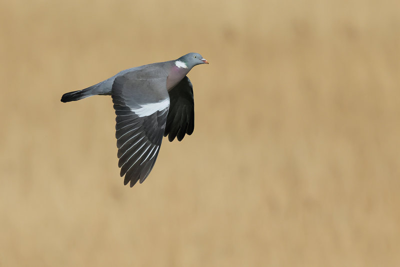 Common Wood Pigeon (Columba palumbus)