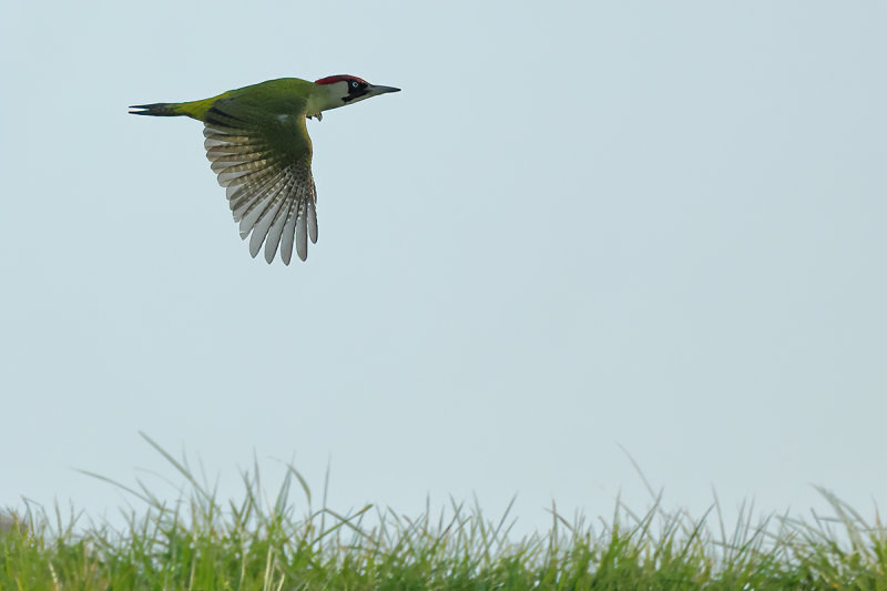 Gallery Green Woodpecker