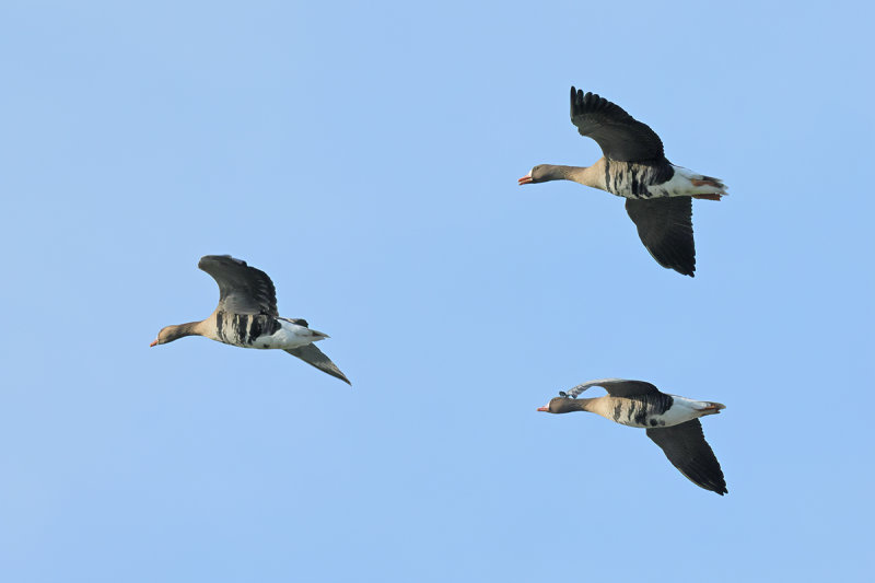 Greater white-fronted goose (Anser albifrons)