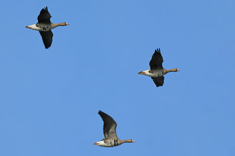 Greater white-fronted goose (Anser albifrons)