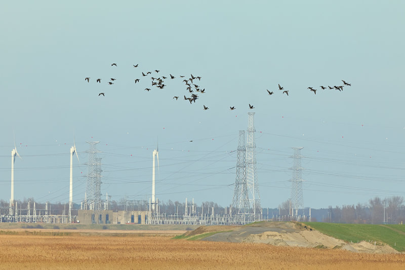 Greater white-fronted goose (Anser albifrons)