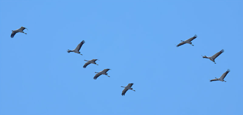 Eurasian Crane (Grus grus)