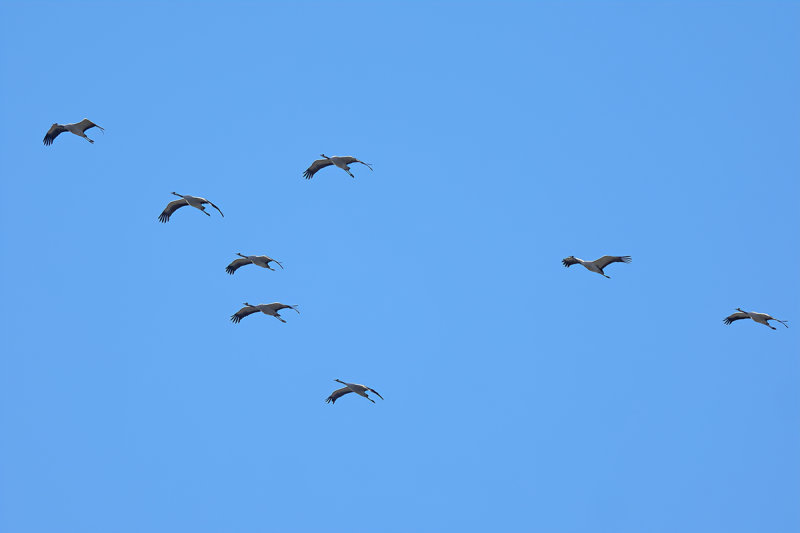 Eurasian Crane (Grus grus)