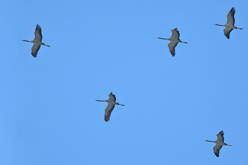 Eurasian Crane (Grus grus)