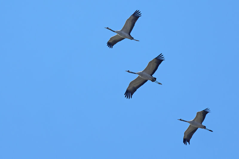 Eurasian Crane (Grus grus)