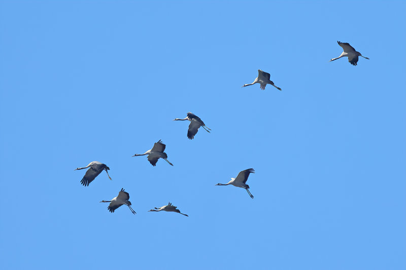 Eurasian Crane (Grus grus)