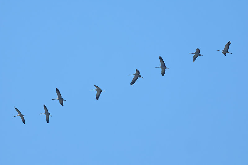 Eurasian Crane (Grus grus)