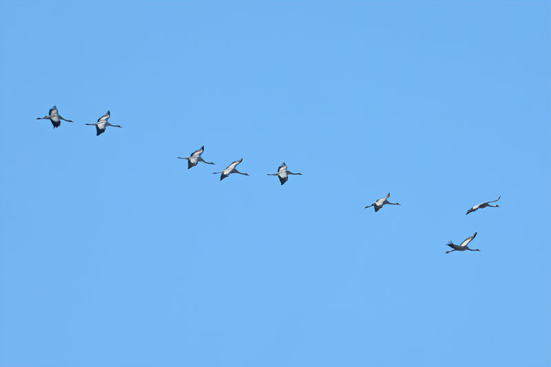 Eurasian Crane (Grus grus)
