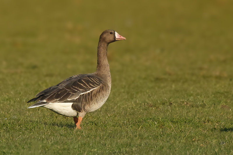 Greater white-fronted goose (Anser albifrons)