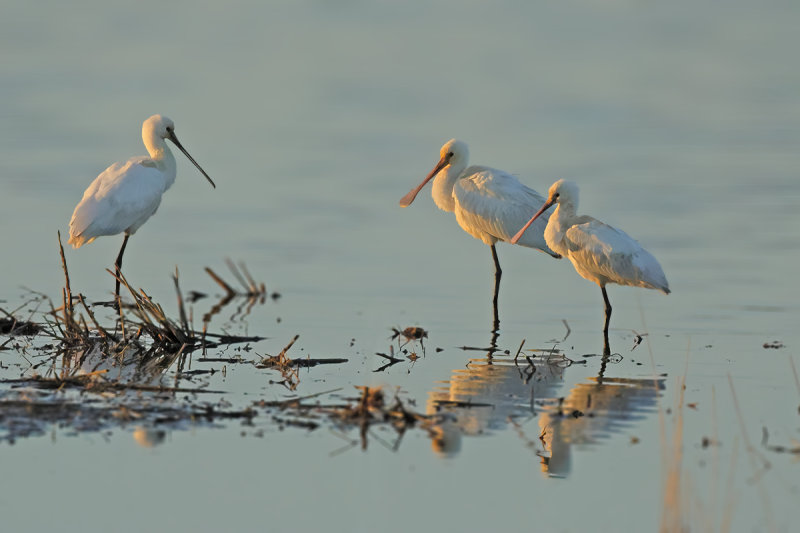 Eurasian Spoonbill (Platalea leucorodia)
