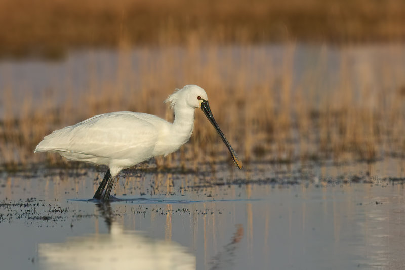 Eurasian Spoonbill (Platalea leucorodia)