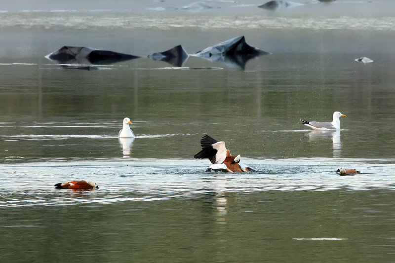 Ruddy Shelduck (Tadorna ferruginea)