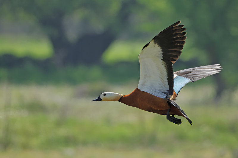Ruddy Shelduck (Tadorna ferruginea)
