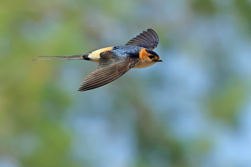 Gallery Red-rumped Swallow