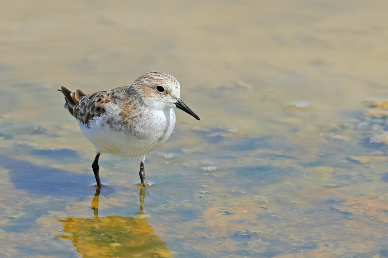 Little Stint (Calidris minuta)