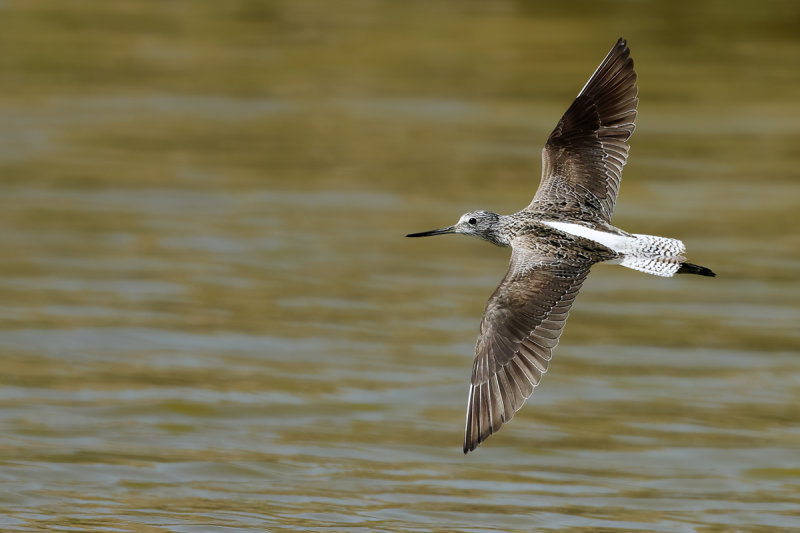 Common Greenshank (Tringa nebularia) 