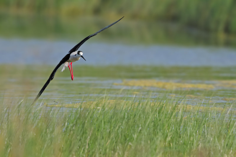 Black-winged stilt (Himantopus himantopus) 