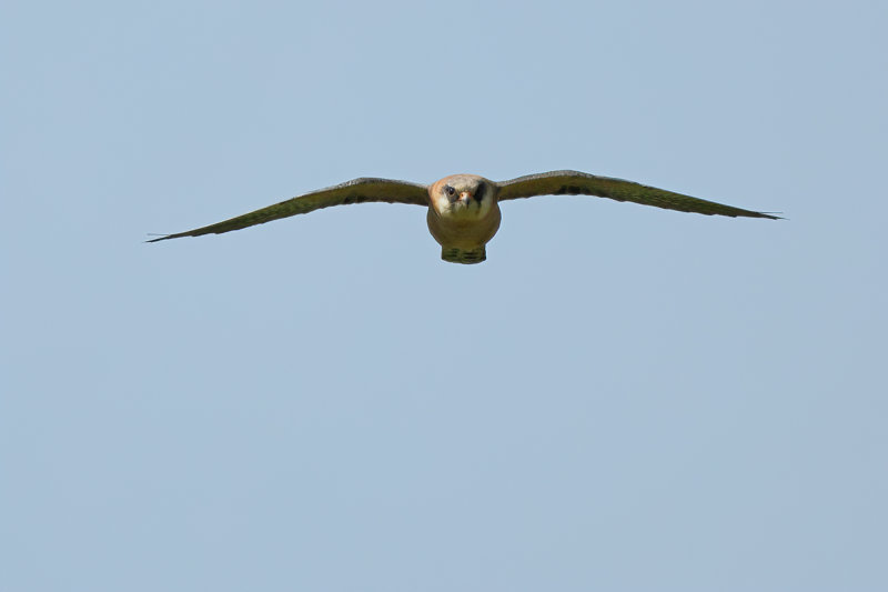 Red Footed Falcon (Falco vespertinus)