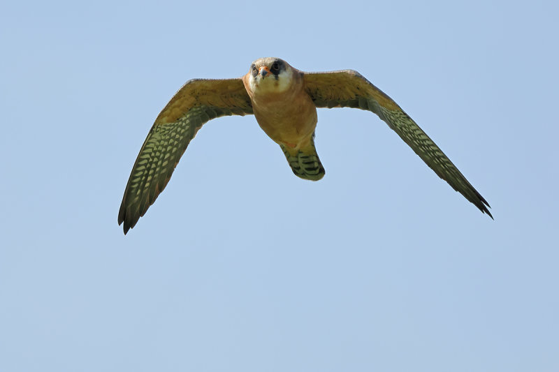 Red Footed Falcon (Falco vespertinus)