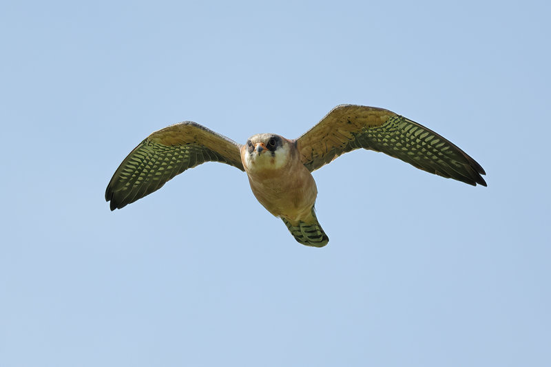 Red Footed Falcon (Falco vespertinus)