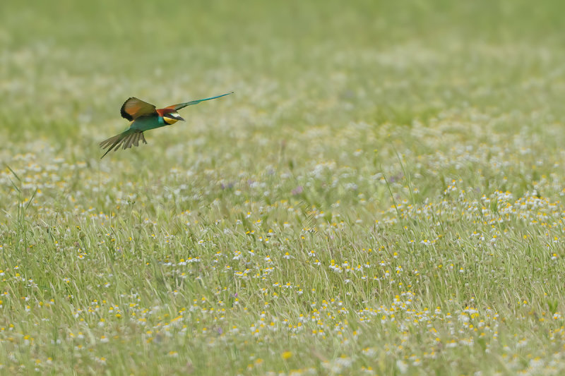 European Bee-eater (Merops apiaster)