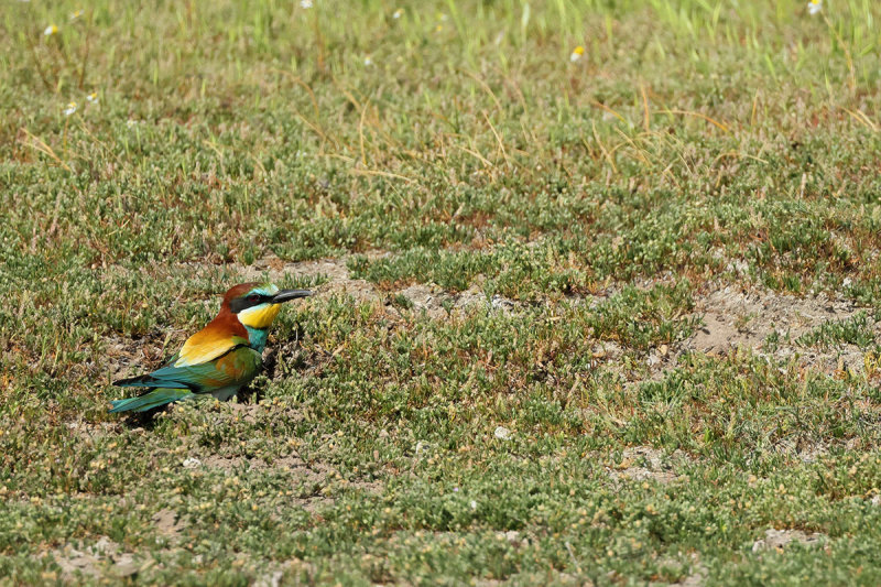 European Bee-eater (Merops apiaster)