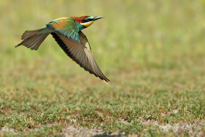 European Bee-eater (Merops apiaster)