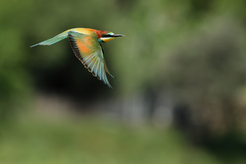 European Bee-eater (Merops apiaster)