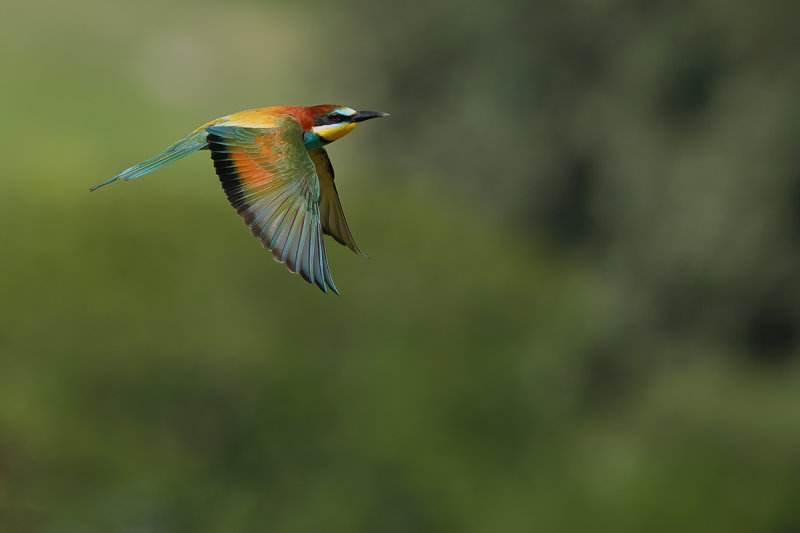 European Bee-eater (Merops apiaster)