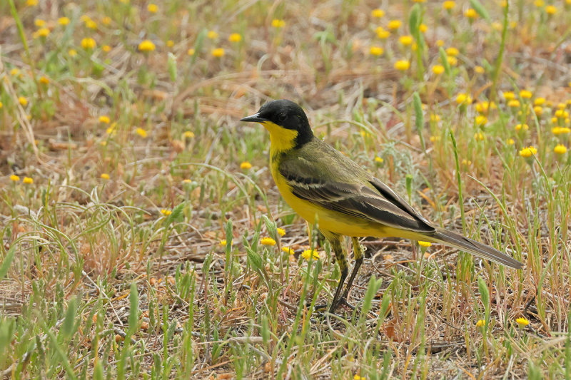  Black-headed Wagtail (Motacilla flava ssp feldegg)