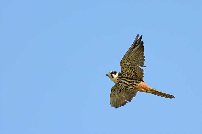 Hobby (Falco subbuteo)