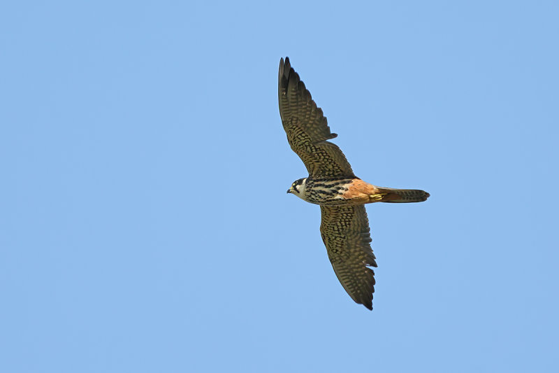 Hobby (Falco subbuteo)