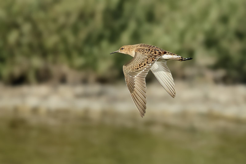 Ruff (Philomachus pugnax)