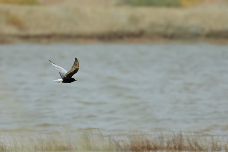 White-winged Black Tern (Chlidonias leucopterus)