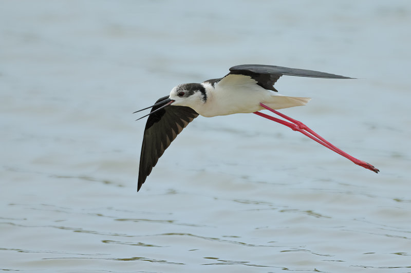 Black-winged Stilt (Himantopus himantopus) 