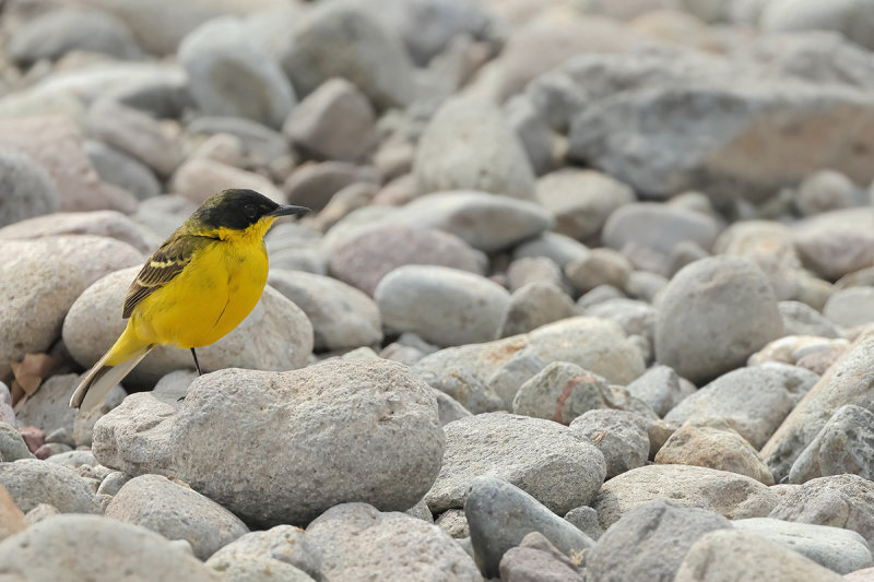  Black-headed Wagtail (Motacilla flava ssp feldegg)