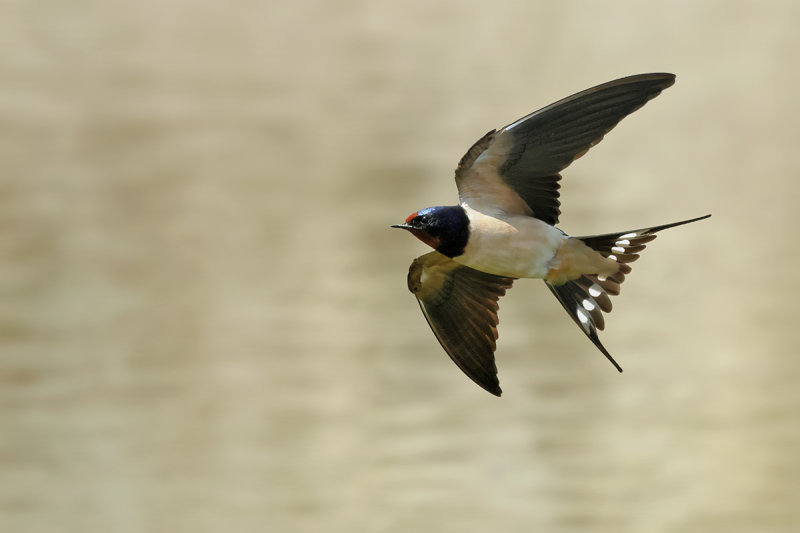 Barn Swallow (Hirundo rustica)