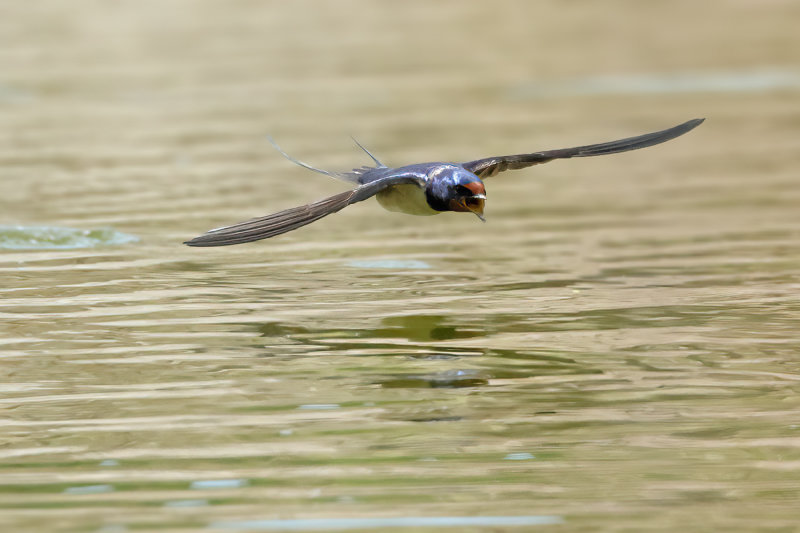 Barn Swallow (Hirundo rustica)